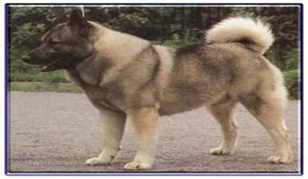 三角洲怎么获得寻血猎犬(三角洲行动寻血猎犬多少钱一只?) 三角洲怎么获得寻血猎犬(三角洲行动寻血猎犬多少钱一只?)